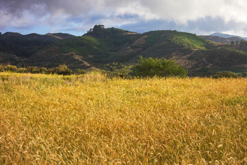 Cultivo de Trigo, Santa Mar&iacute;a de Gu&iacute;a. Gran Canaria