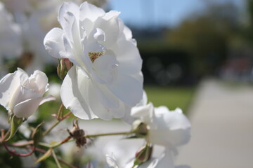 Obraz premium White Roses 