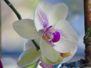 Orquídea