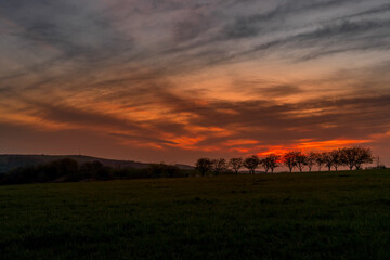 Sunset over a line of apple trees standing in a row.