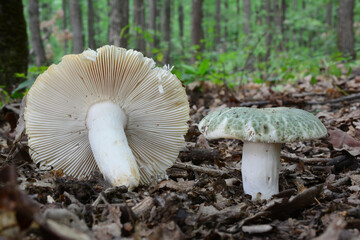 Two Russula virescens or Greencracked brittlegill  mushrooms