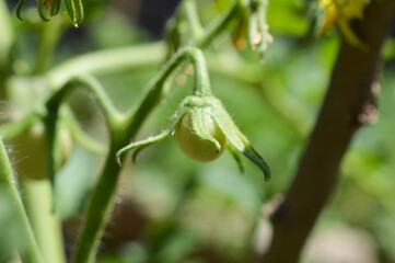 Macro image of a little tomato plant growing in a garden 