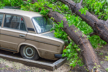 Green deciduous tree fell on an old car during a hurricane