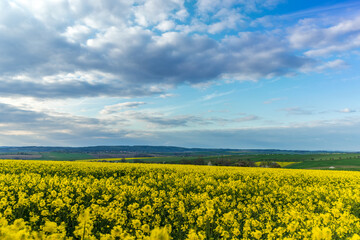 Fototapeta premium View of a field covered with rapeseed full of yellow flowers and a tree lilies on top.