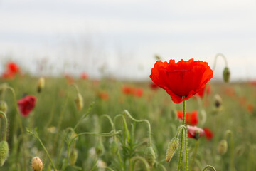 Obraz premium Beautiful red poppy flower growing in field, closeup