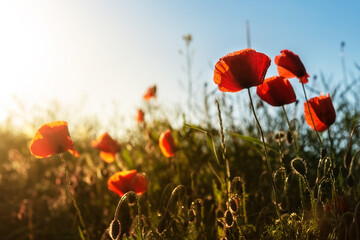 Obraz premium Red poppy blooming on field