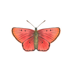 Fototapeta na wymiar Watercolor butterfly of red color. isolate on a white background. Drawn butterfly for design, and postcards.