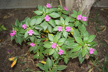 ramillete de balsamina rosita