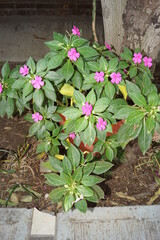 balsamina rosita