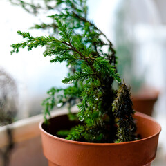 Bonsai tree in a flowerpot
