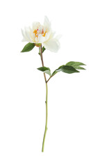 Fototapeta na wymiar Beautiful fragrant peony flower isolated on white