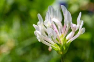 Obraz premium Spring flowering clover on a meadow among the grass (Lat. Trifolium clypeatum)