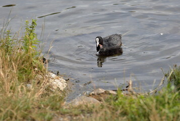 Common coot . Eurasian coot (Fulica atra in Latin language) feeds its little chick in water close up