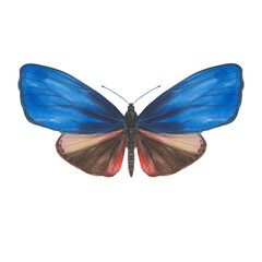 Watercolor butterfly in blue and brown. isolate on a white background. Drawn bright butterfly for design.