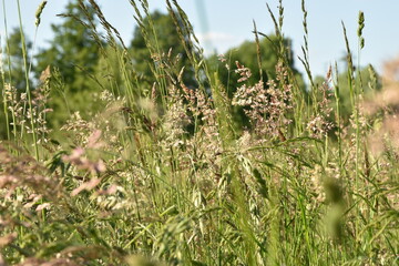 grass in the wind