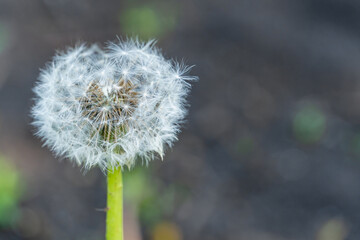 Dandelion flower with seeds ball close up