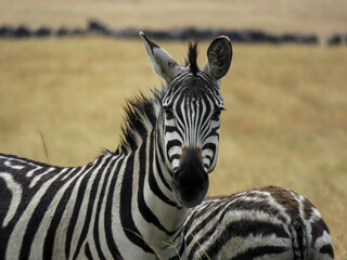 Fototapeta premium Zebra watchful in Masai Mara