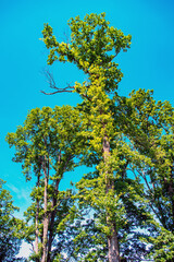 Baum