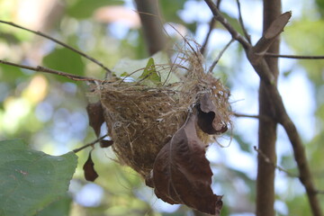 bird nest on tree