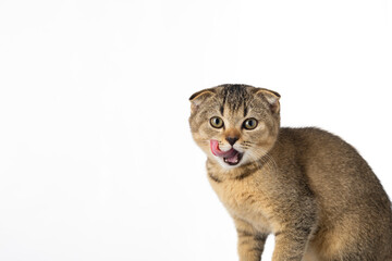 British little kitten with fold ears on a white background with place for text