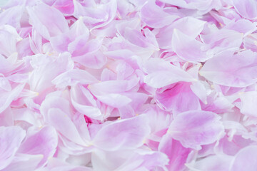 Background of pink gentle peony petals. Flower texture. Romantic concept. Copyspace for text. Greetings for holidays.