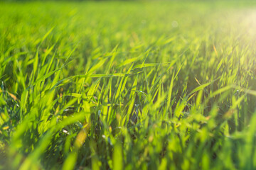 Green meadow or lawn in summer sunset rays. Natural background