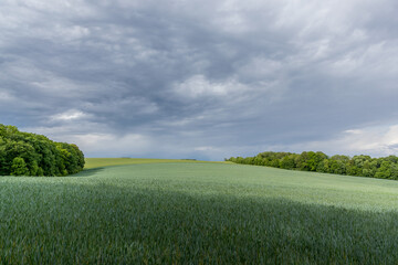 A field of wheat and a view of dark clouds on a hilly landscape before sunset in the distance you can see the rain.