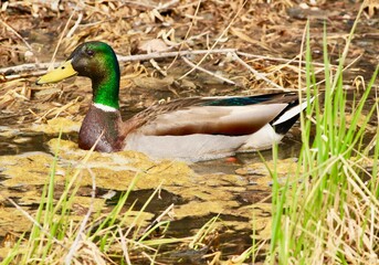 Mallard duck in pond