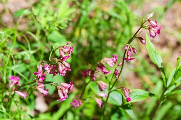 Silene viscaria closeup