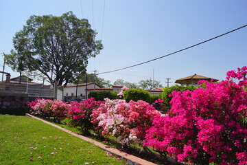 buganvilias diferentes colores y árbol de fondo 