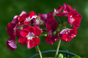 Red flowers Pelargonium on a sunny day, floral green background and drops of morning dew.
