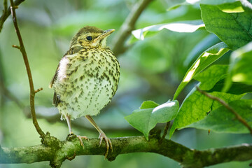 Song thrush juvenile ( Turdus Philomelos )