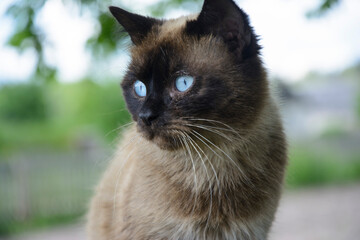 blue-eyed siamese cat in the nature on a sunny day