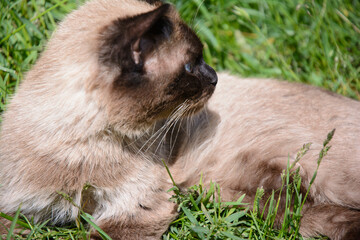 blue-eyed siamese cat in the nature on a sunny day