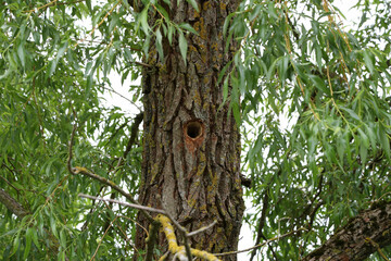 Hollow hollowed out in a tree trunk in the forest