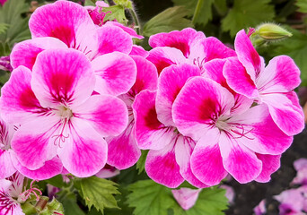 Blooming geranium flower varios colors