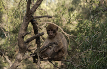 Monkey