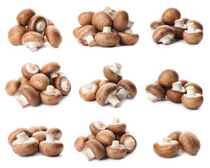 Set with fresh champignon mushrooms on white background