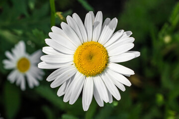 Single chamomile flower in a meadow, top view