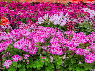 Blooming geranium flower varios colors