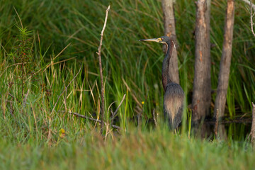 Tricolored Heron, solitary and rests amid its foraging lakeside among tall grasses