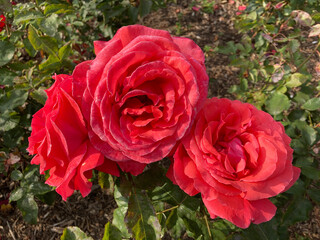 Bloomed red Roses