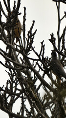 bird on a branch