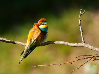 European bee-eater (Merops apiaster) on the branch