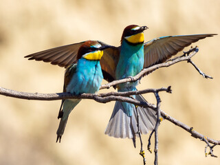 Fototapeta premium Couple of European bee-eaters (Merops Apiaster) exchanging an insect as part of a mating ritual