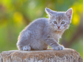 Gray little striped cat playing on the grass with sunset background