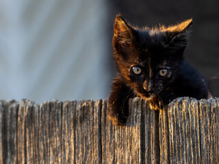 Little black and curious cat loking over the fence
