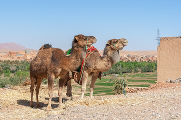 Two dromedaries on an oasis background