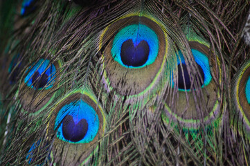 Fototapeta premium Plumas Macro