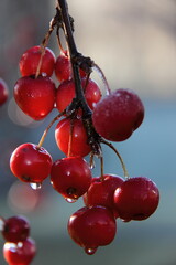 red berries on a tree